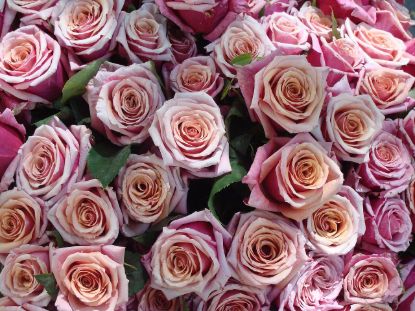 Bouquet of roses